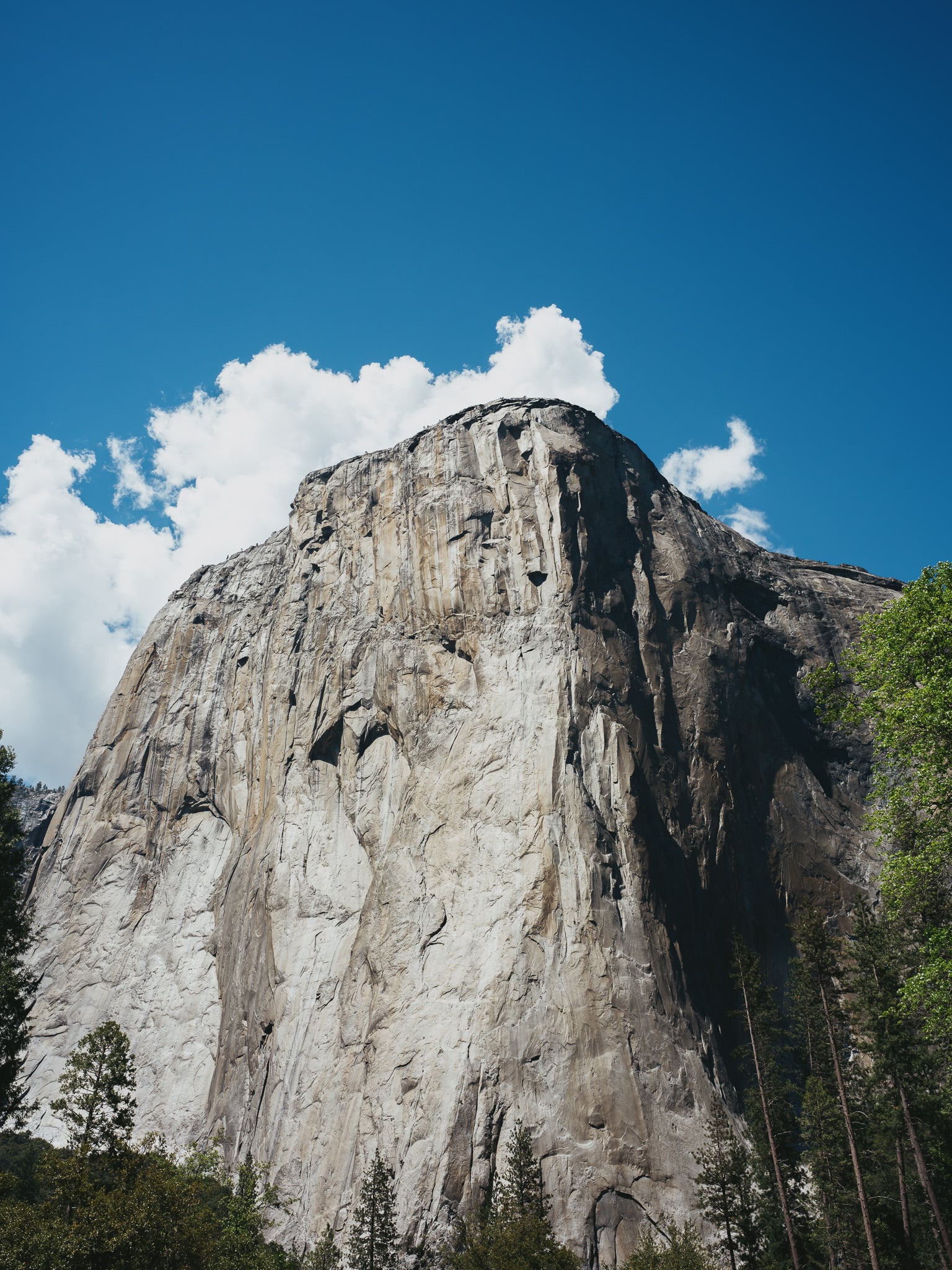 El Capitan rotswand steekt hoog boven de dennenbomen uit in Yosemite National Park