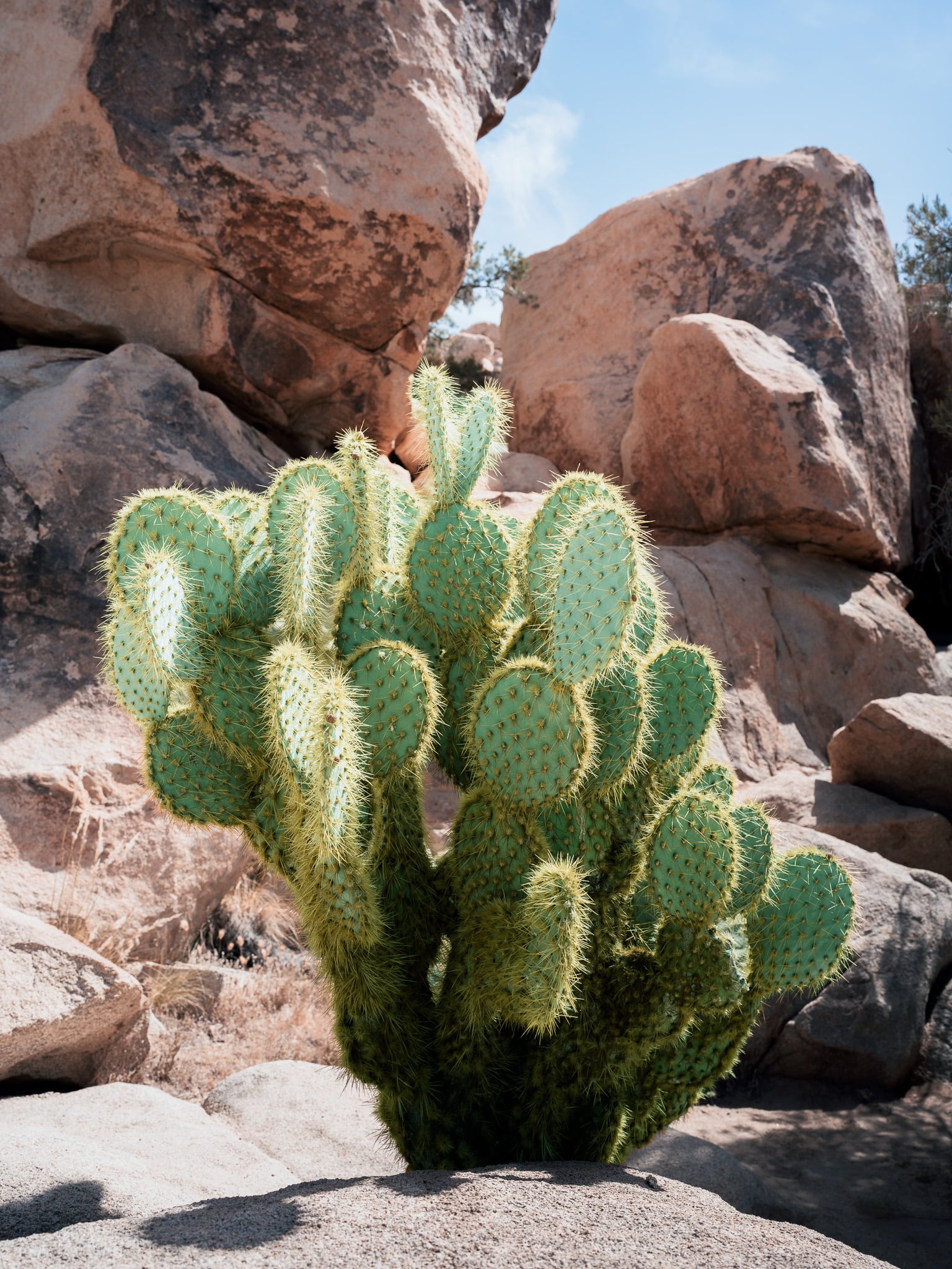Grote cactus met scherpe stekels tussen roodbruine rotsblokken in Joshua Tree National Park