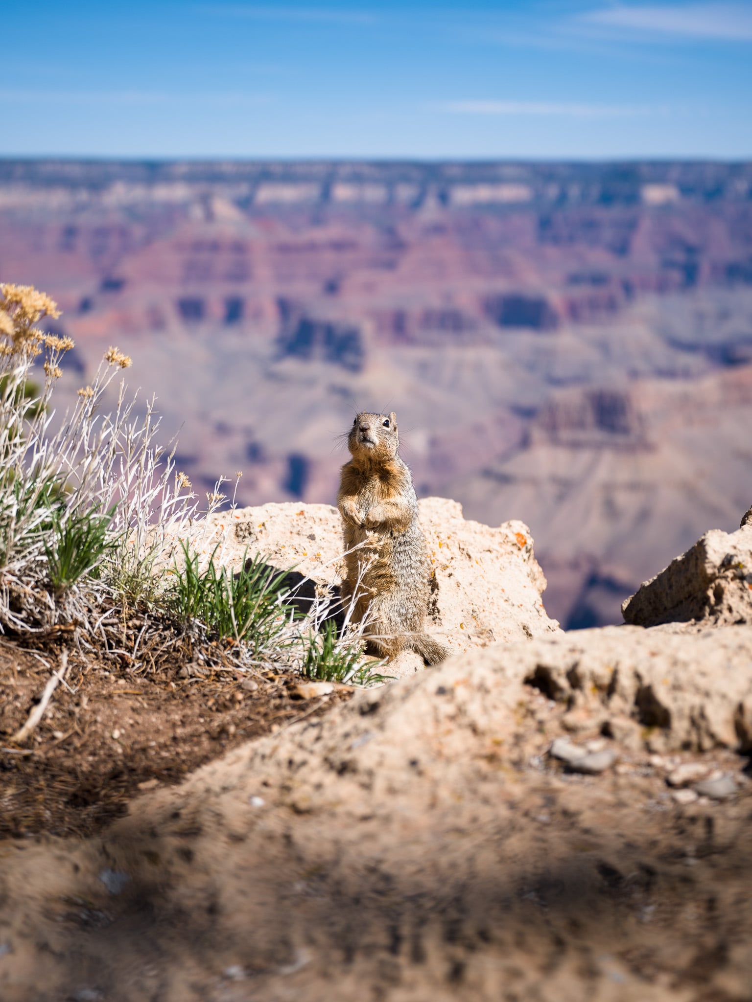 Grondeekhoorn rechtop staand op een rots met de Grand Canyon vervaagd op de achtergrond